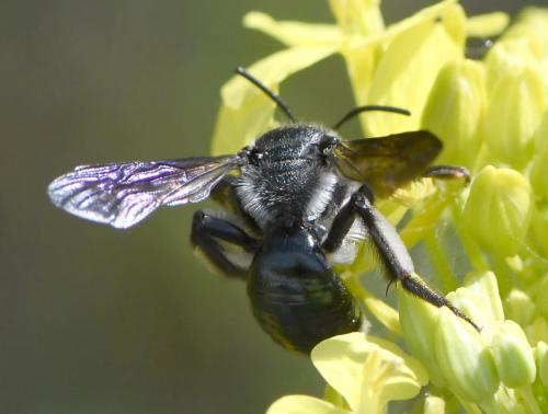 Andrena agilissima